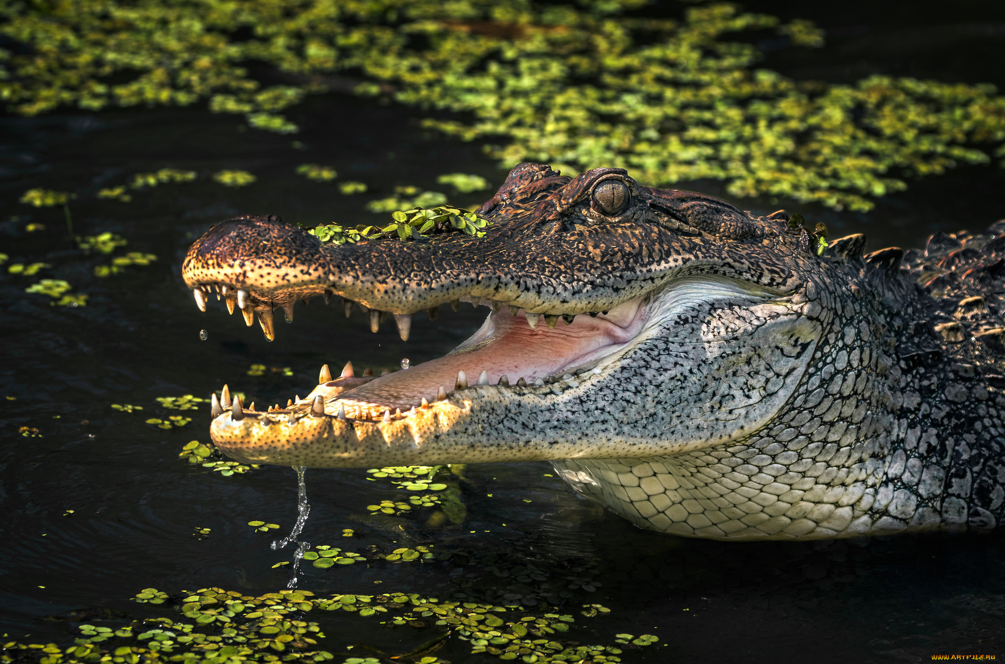 Гребнистый крокодил зеленый